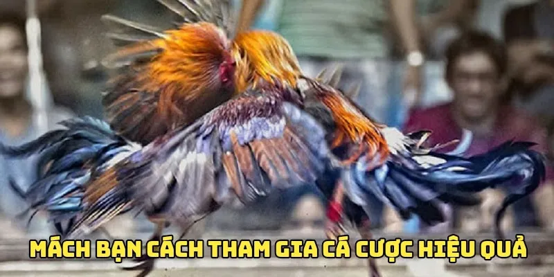 Cách tham gia cá cược đá gà hiệu quả dành cho bạn