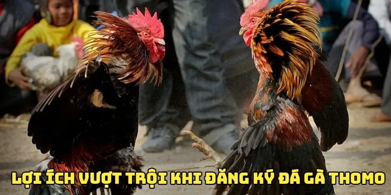 Đăng ký đá gà trực tiếp Thomo mang lại nhiều lợi ích