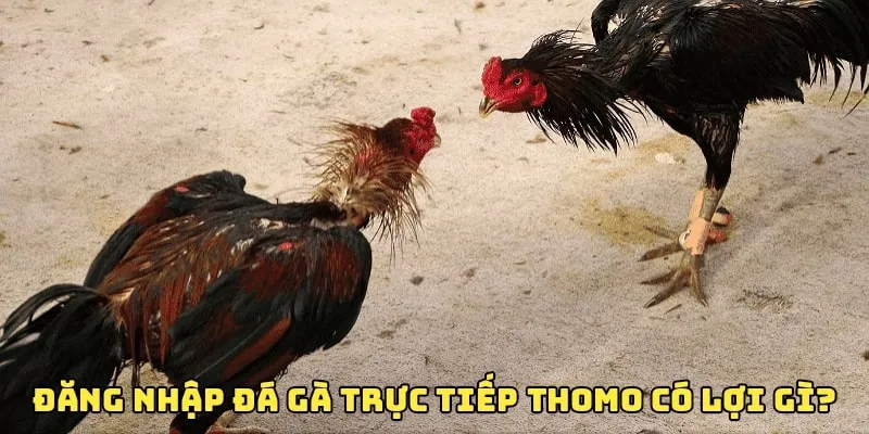 Những lợi ích khi đăng nhập đá gà trực tiếp Thomo