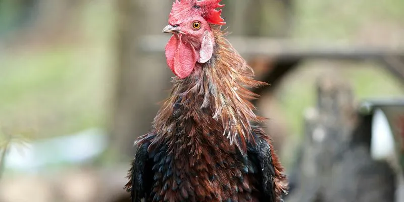 Đá gà c1