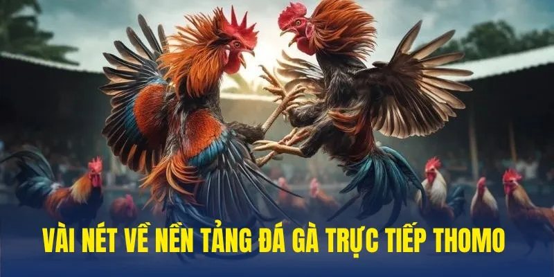 Sơ lược về đá gà trực tiếp thomo 