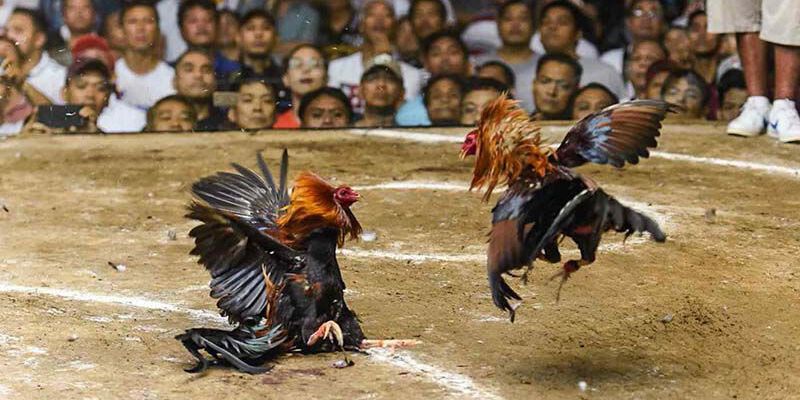 nhận định gà chiến Thomo